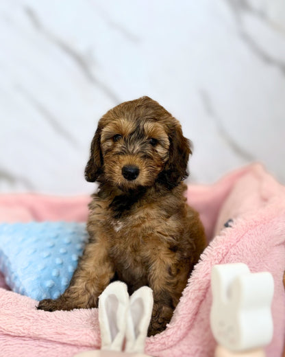 💫 Nova: Sable Mini Labradoodle F1B 🇸🇬 (Girl)