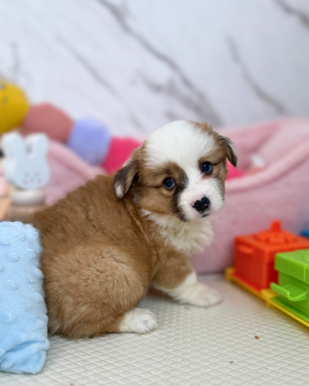🥎 Maru: Fluffy Tri-Colour Pembroke Welsh Corgi 🇸🇬 (Boy)