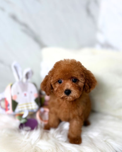 Yume: Red Tiny Toy Poodle 🇸🇬 (Boy)