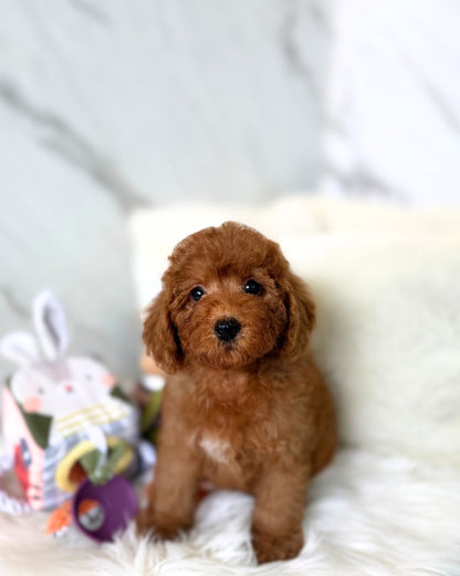 RINA: RED TOY POODLE 🇸🇬 (FEMALE)