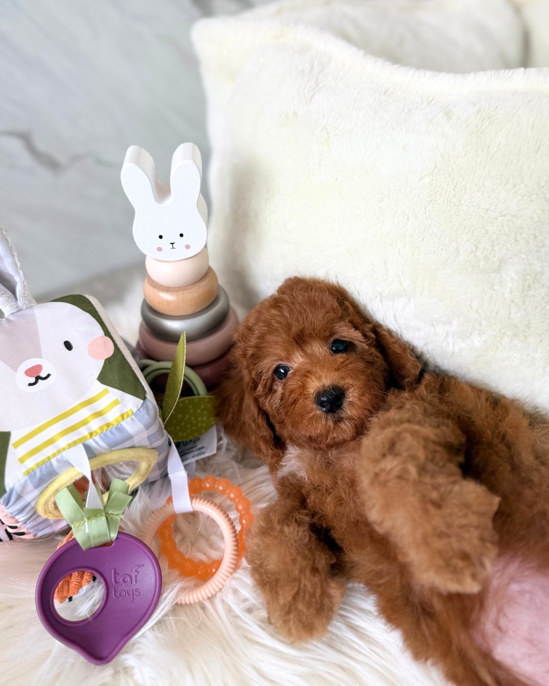 RINA: RED TOY POODLE 🇸🇬 (FEMALE)