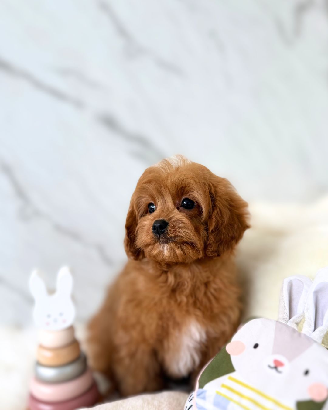 ARCHIE: RED CAVAPOO 🇮🇪 (MALE) – DAILY DOGS