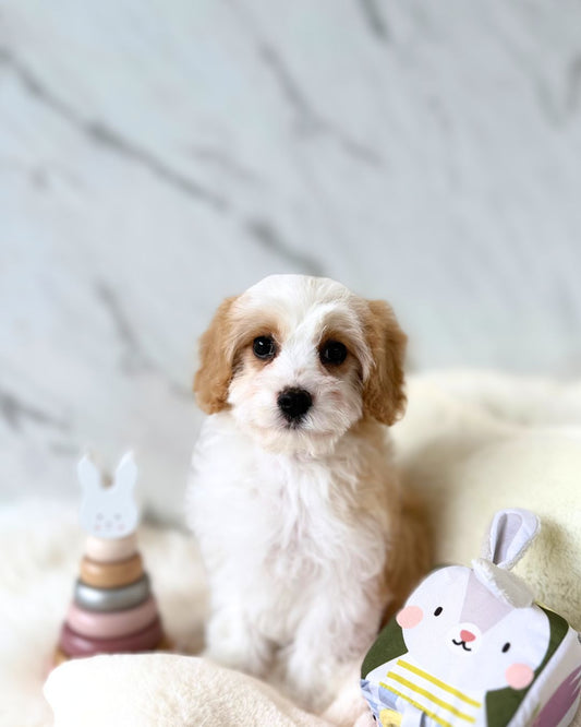 POPPY: PARTI BROWN & WHITE CAVAPOO 🇮🇪 (FEMALE)