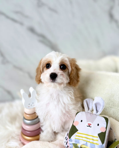 🌸 Poppy : Parti Brown & White Cavapoodle 🇮🇪 (Girl)