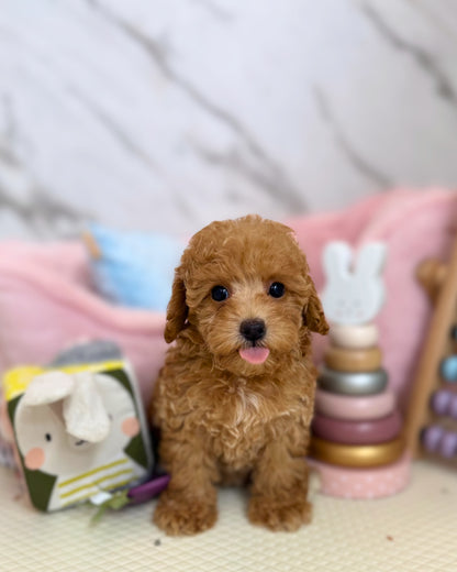 🍒 Cherie: Apricot Maltipoodle 🇸🇬 (Girl)