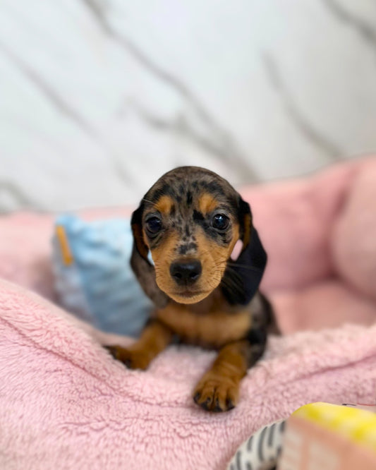 ⾖ Beanie: Dapple Merle Short Coat Miniature Dachshund 🇸🇬 (Girl)