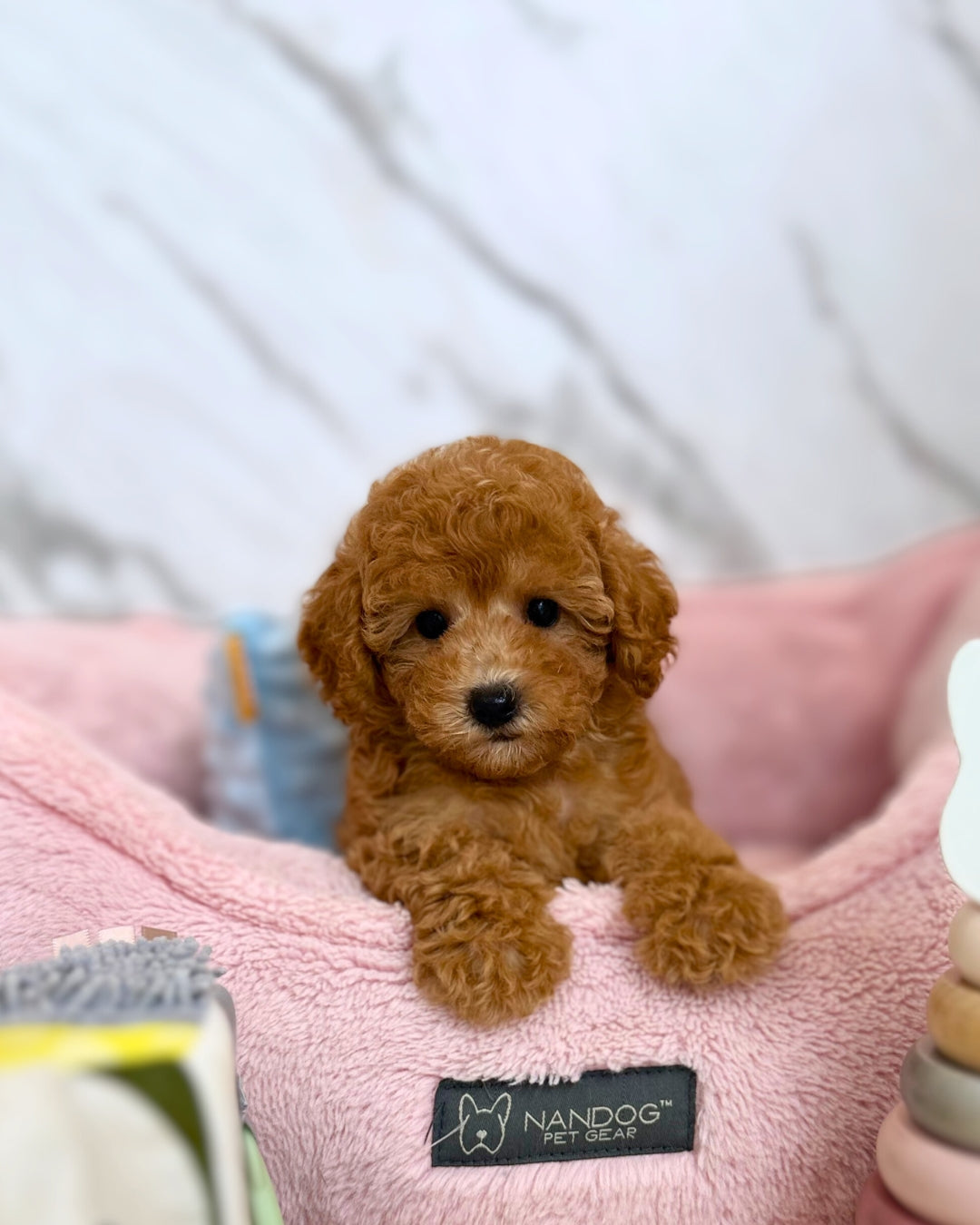 💌 Eunbi: Apricot Maltipoodle 🇸🇬 (Girl)