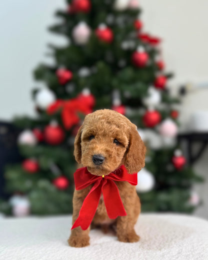 ⭐✨ North: Brown Miniature Poodle 🇸🇬 (Boy)