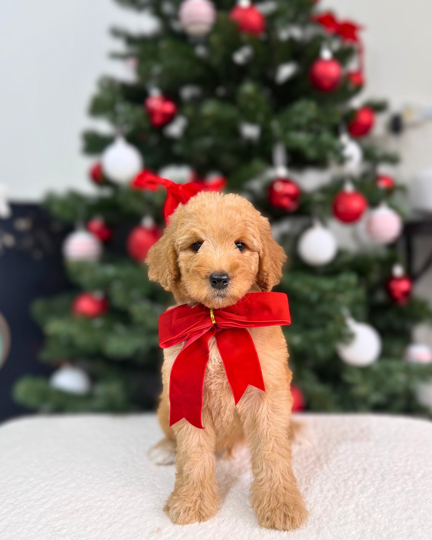 ⭐💫  Noel: Brown Miniature Poodle 🇸🇬 (Boy)