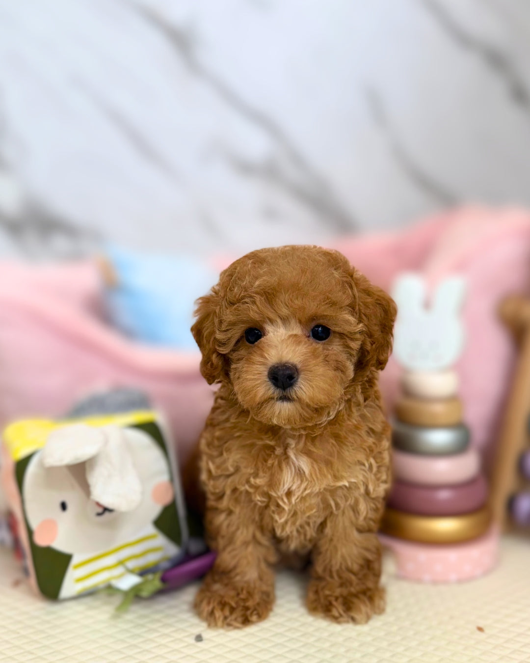 🍒 Cherie: Apricot Maltipoodle 🇸🇬 (Girl)