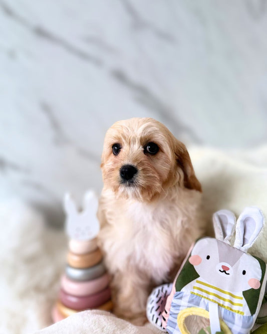 POLLY: CREAM CAVACHON 🇮🇪 (FEMALE)