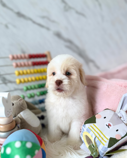 DAI DAI: PARTI CHOW DOODLE 🇸🇬 (MALE)