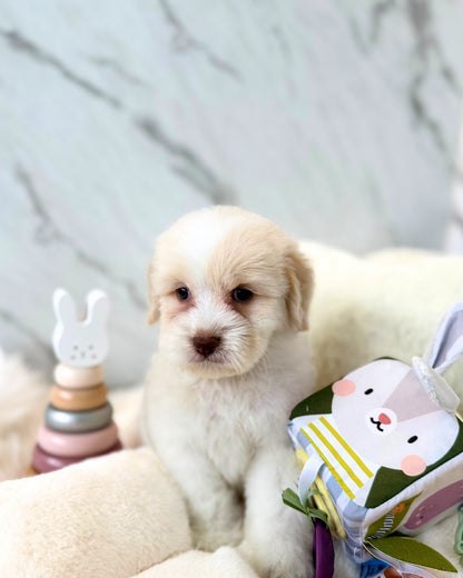 DAI DAI: PARTI CHOW DOODLE 🇸🇬 (MALE)