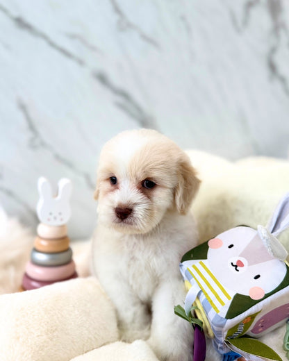 DAI DAI: PARTI CHOW DOODLE 🇸🇬 (MALE)