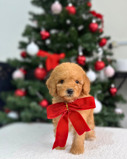 ⭐💡Lumi: Cream Brown Toy Miniature Poodle 🇸🇬 (Girl)