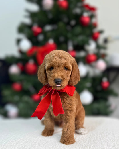⭐✨ North: Brown Miniature Poodle 🇸🇬 (Boy)