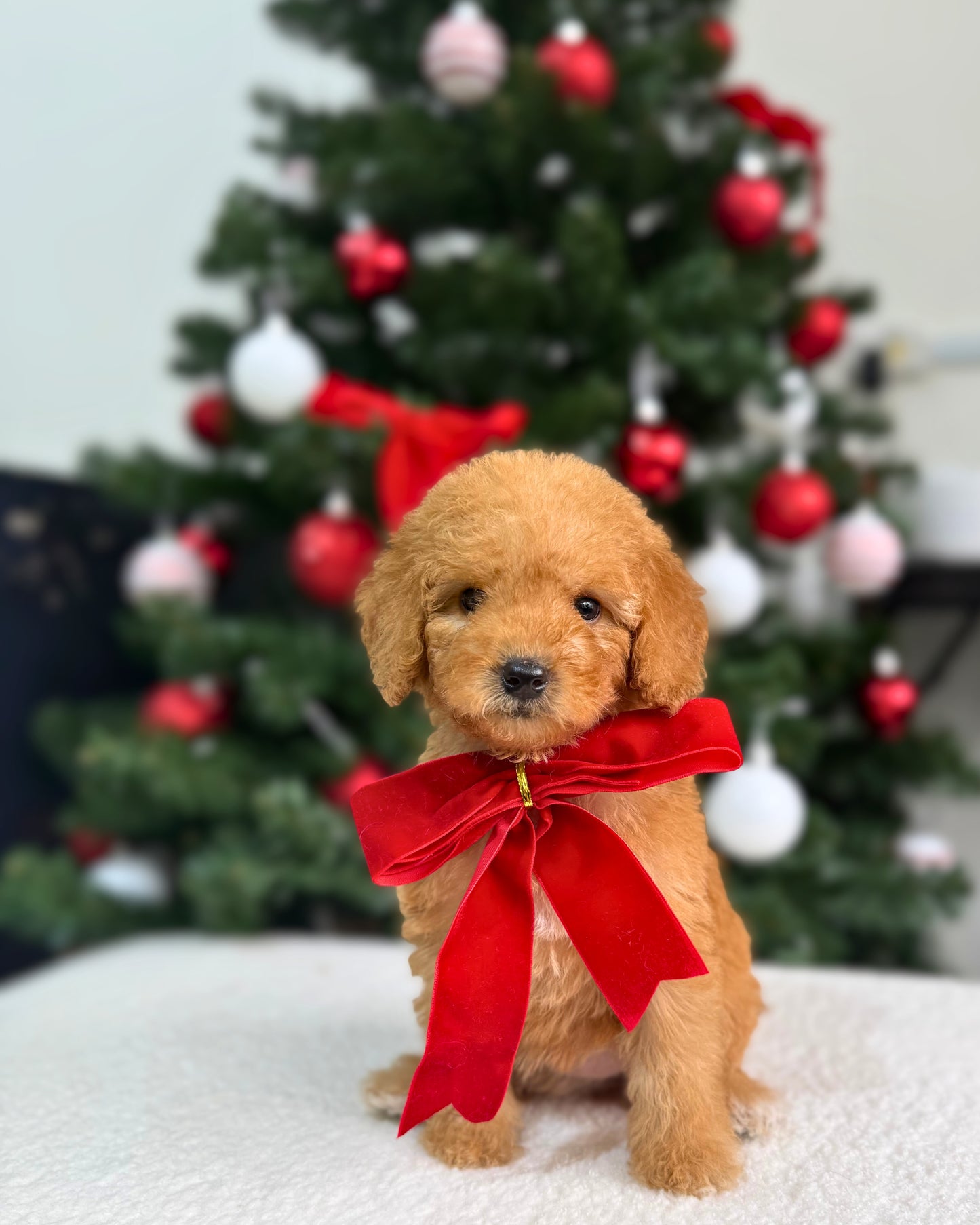 ⭐💡Lumi: Cream Brown Toy Miniature Poodle 🇸🇬 (Girl)