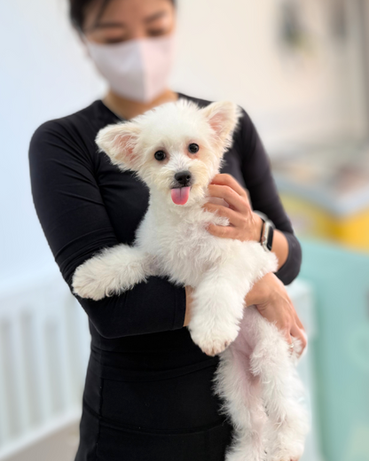 Bibi: Cream Pomapoodle 🇸🇬 (Girl)