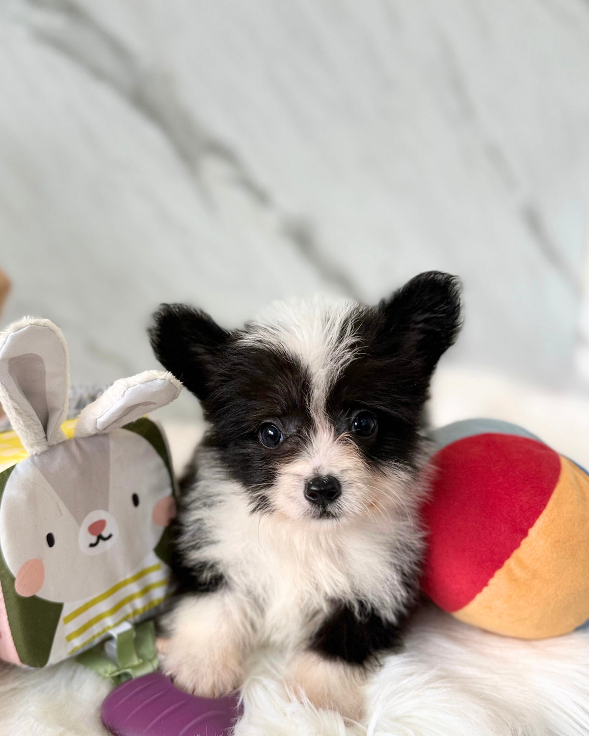 ☁️ Cotton: Fluffy Black & White Cardigan Welsh Corgi 🇸🇬 (Boy)