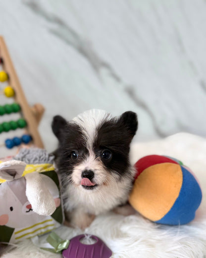 ☁️ Cotton: Fluffy Black & White Cardigan Welsh Corgi 🇸🇬 (Boy)