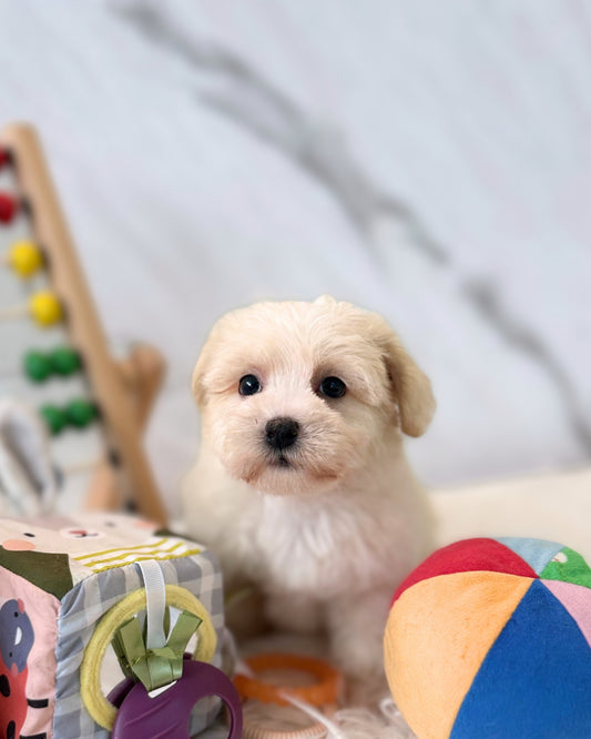 JELLY: CREAM MALTIPOO 🇸🇬 (FEMALE)