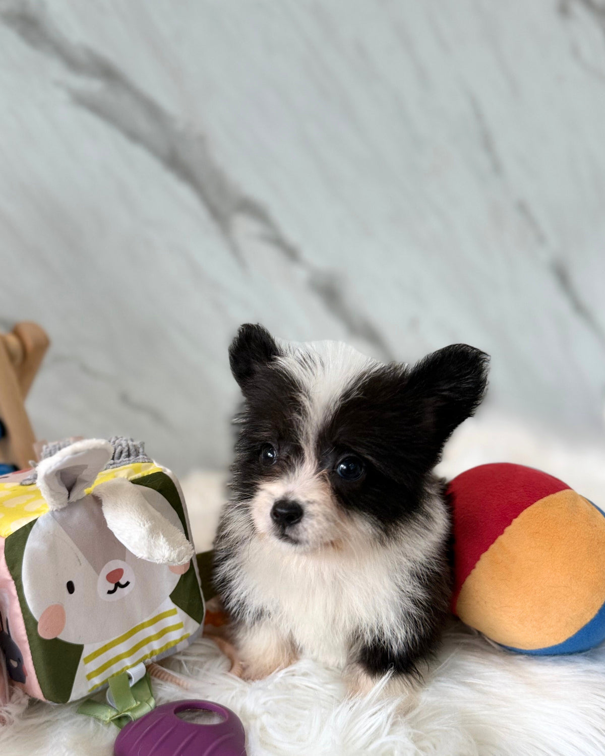 ☁️ Cotton: Fluffy Black & White Cardigan Welsh Corgi 🇸🇬 (Boy)