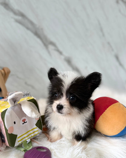 ☁️ Cotton: Fluffy Black & White Cardigan Welsh Corgi 🇸🇬 (Boy)