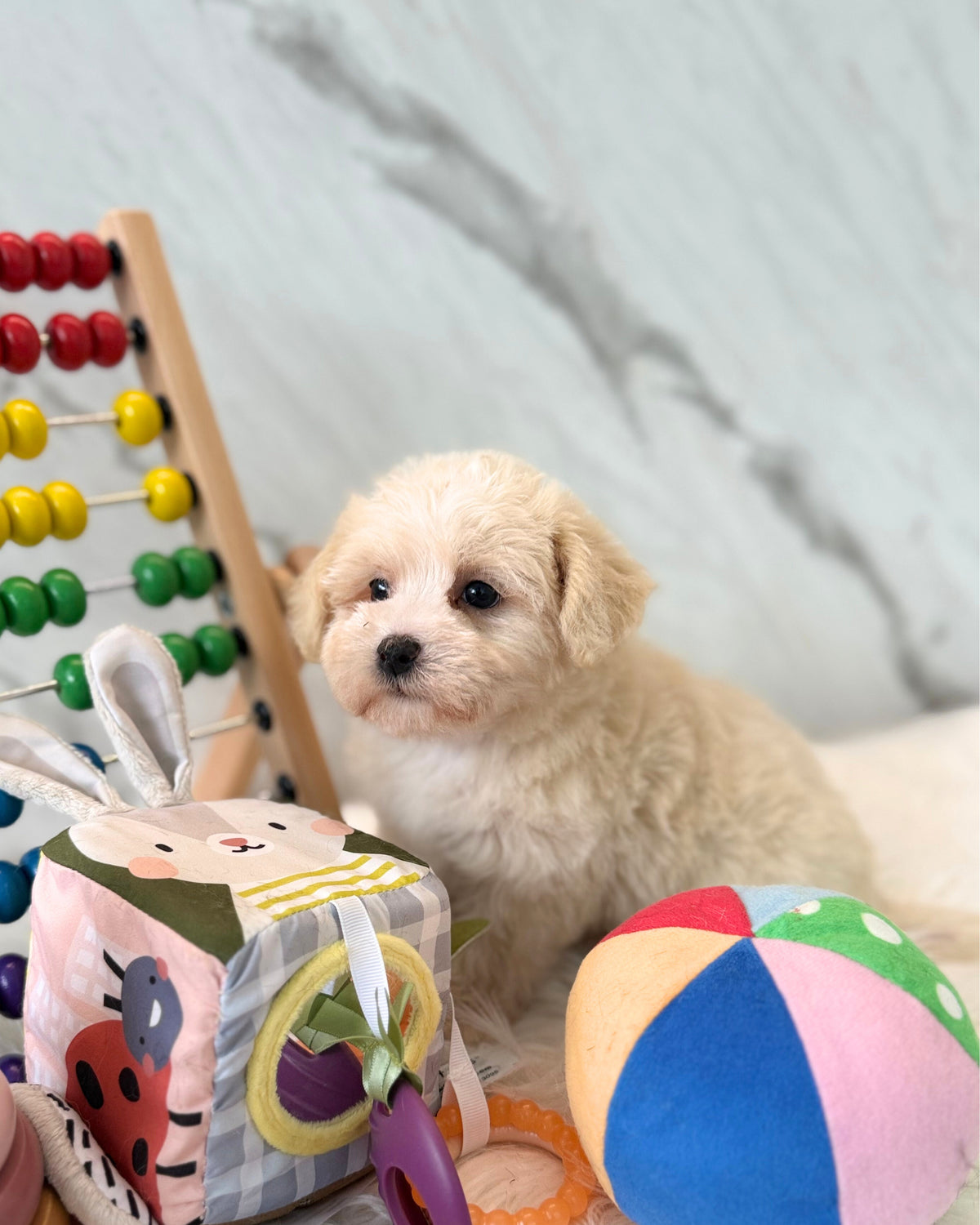 JELLY: CREAM MALTIPOO 🇸🇬 (FEMALE)