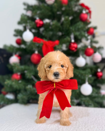 ⭐🧚🏻‍♀️ Fae: Cream Toy Miniature Poodle 🇸🇬 (Girl)