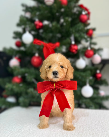 ⭐🧚🏻‍♀️ Fae: Cream Toy Miniature Poodle 🇸🇬 (Girl)
