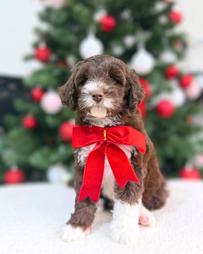 🤎🤍✨🐻 Celeste: Mini Parti Chocolate & White Australian Labradoodle 🇸🇬 (Girl)