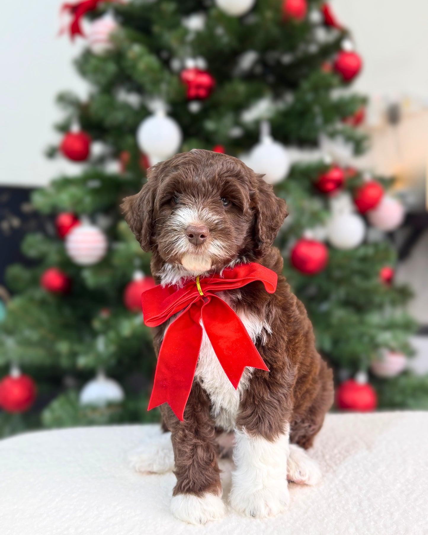🤎🤍✨🐻 Celeste: Mini Parti Chocolate & White Australian Labradoodle 🇸🇬 (Girl)