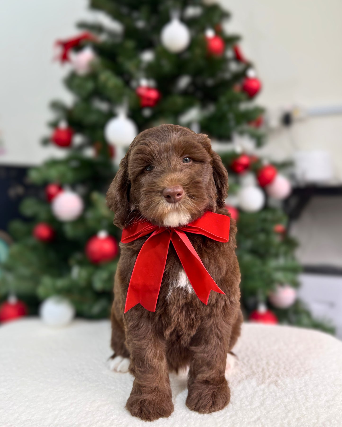 🤎🤍✨🐻 Chamonix: Mini Parti Chocolate & White Australian Labradoodle 🇸🇬 (Boy)