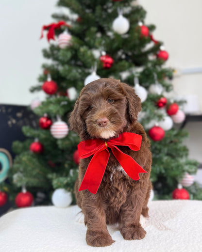 🤎🤍✨🐻 Chamonix: Mini Parti Chocolate & White Australian Labradoodle 🇸🇬 (Boy)
