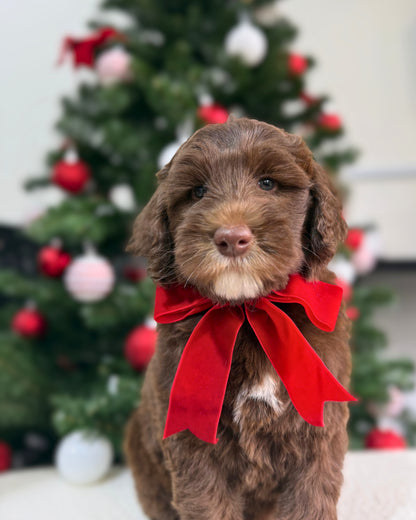 🤎🤍✨🐻 Chamonix: Mini Parti Chocolate & White Australian Labradoodle 🇸🇬 (Boy)