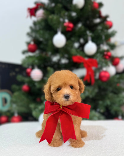 🌸💖 Miso: Brown Tiny Maltipoo 🇸🇬 (Girl)