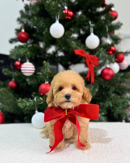 🌸💖 Mika: Brown Tiny Maltipoo 🇸🇬 (Girl)