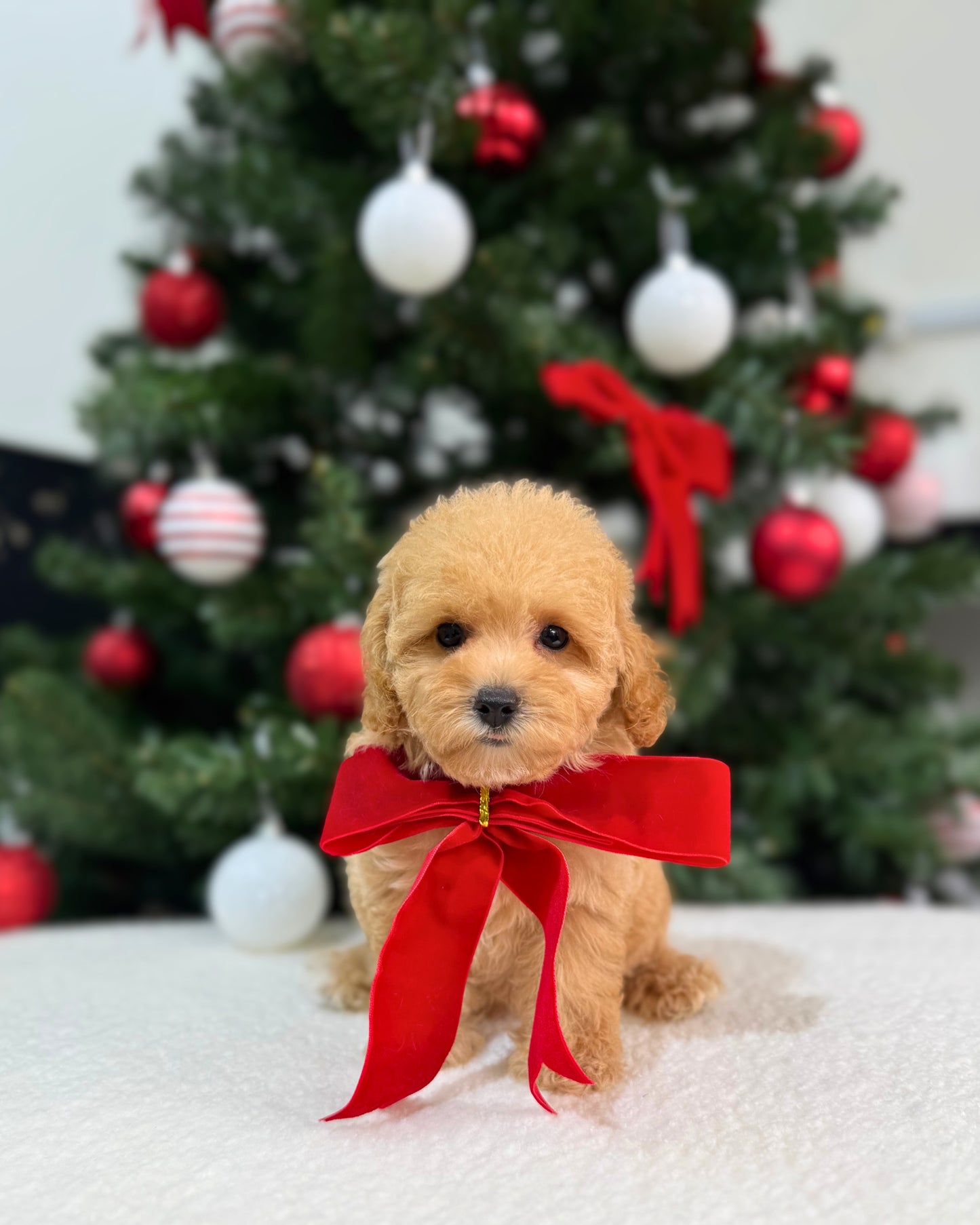🌸💖 Mika: Brown Tiny Maltipoo 🇸🇬 (Girl)