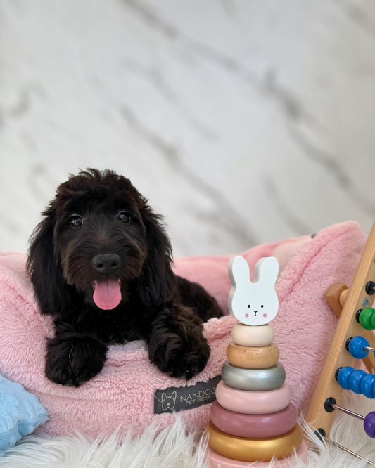 🧋Boba: Black Silky Doxiepoo 🇸🇬 (Girl)