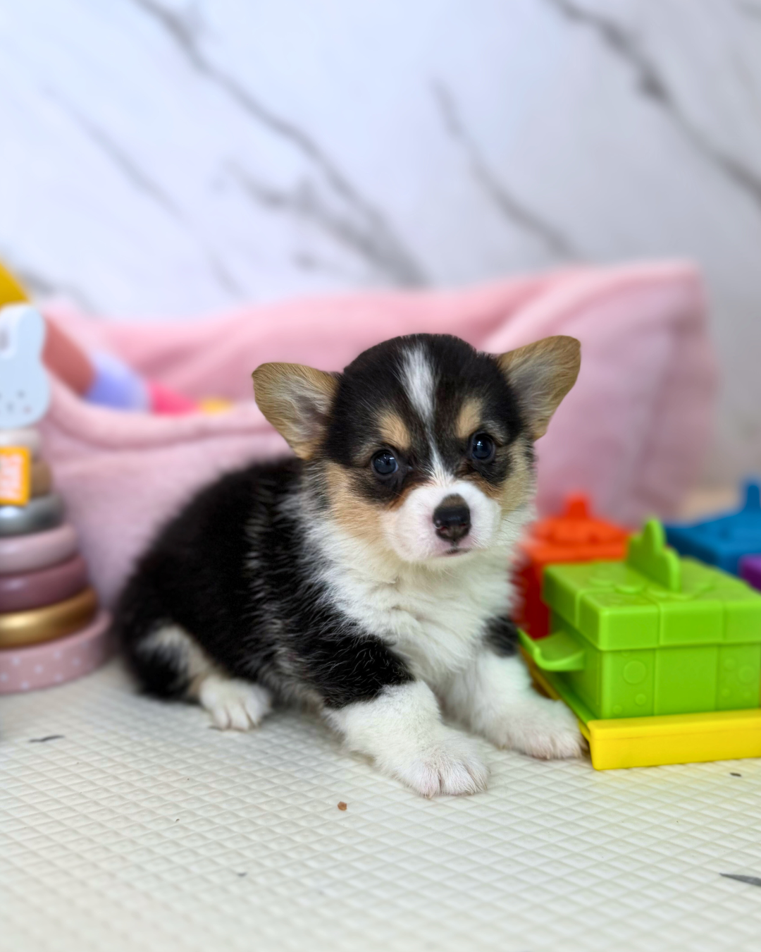 🍵 Matcha: Fluffy Tri-Colour Pembroke Welsh Corgi 🇸🇬 (Girl)