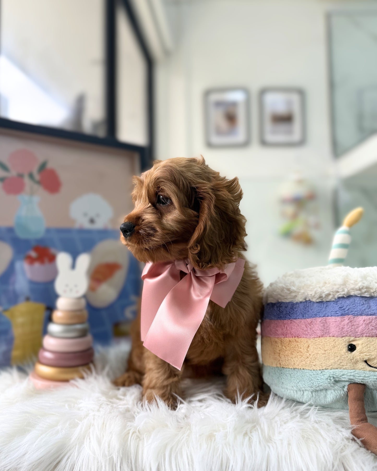 🧸✨ Kiara: Red Cockapoo 🇸🇬 (Girl)
