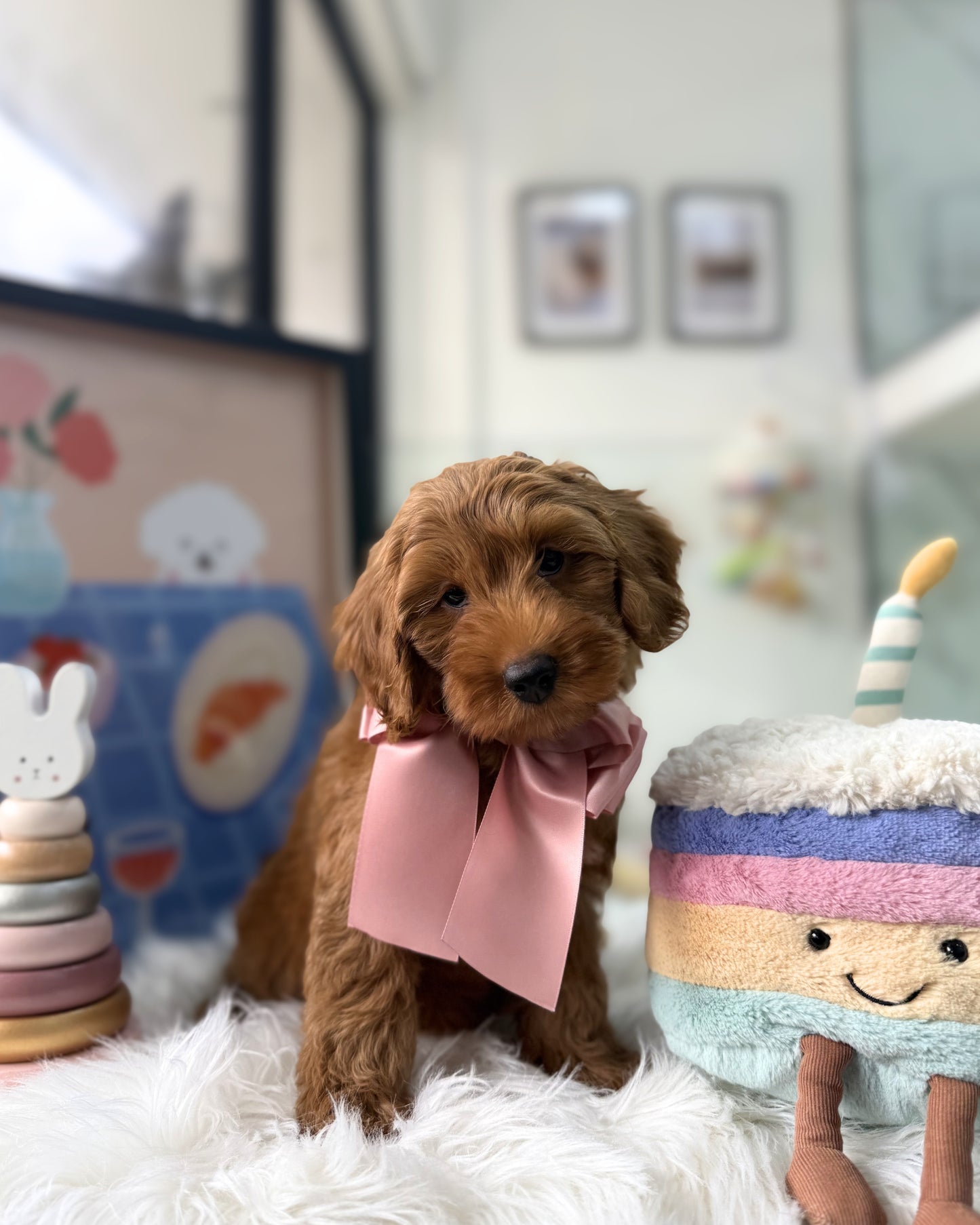 🧸✨ Kenai: Red Cavapoo 🇸🇬 (Boy)