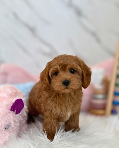 🌭 Bun 3: Red Toy Cockapoo 🇸🇬 (Boy)