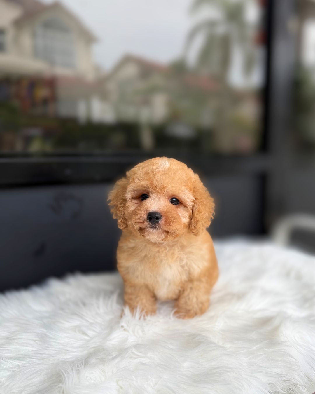 🍩 Donut: Cream Brown Cavapoo 🇸🇬 (Boy)