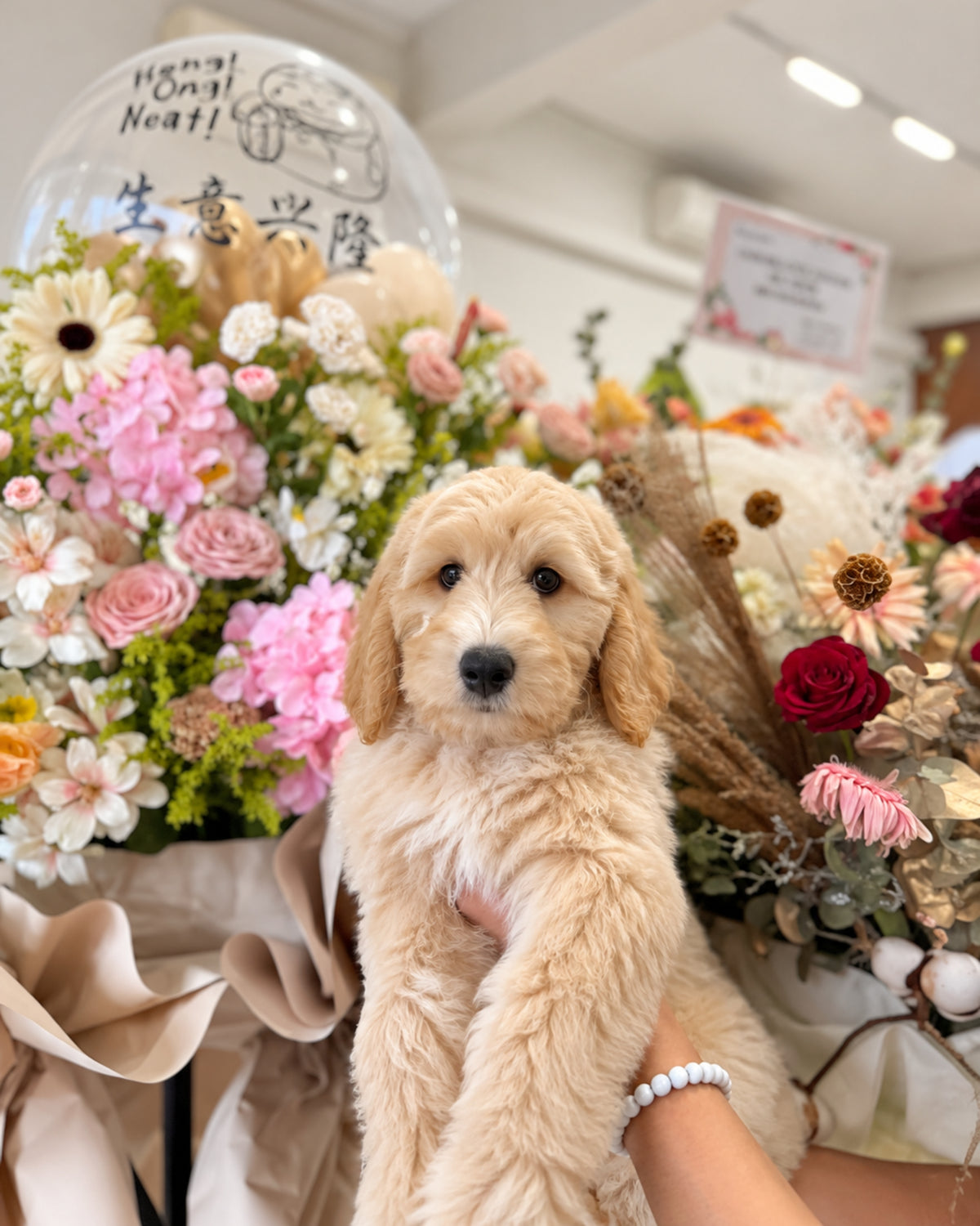 Churro: Cream Brown F1BB Mini Golden Doodle 🇸🇬 (Boy)