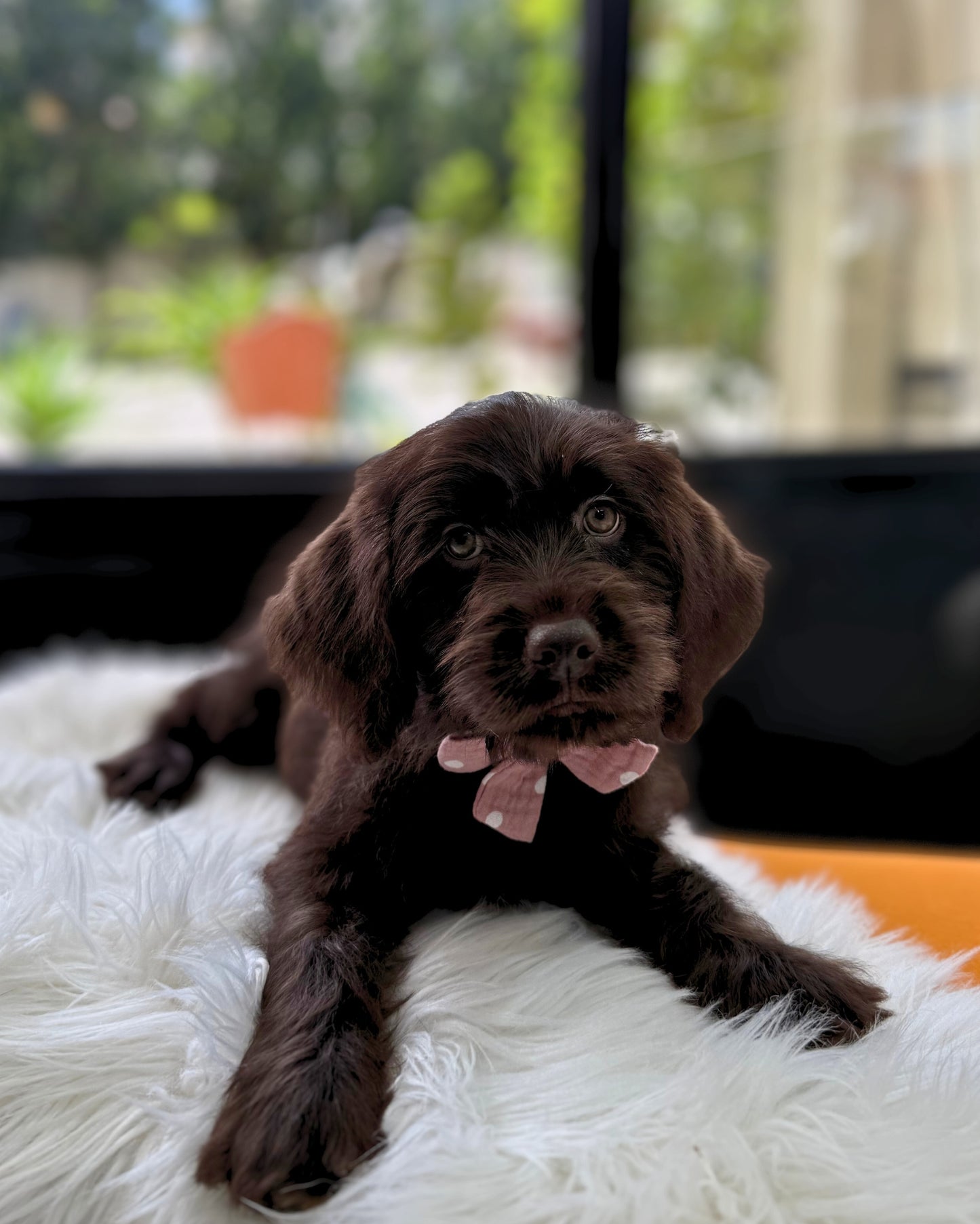 🤎 Hazel: Chocolate Mini Labradoodle 🇸🇬 (Girl)