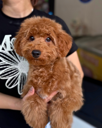 💌 Sophie: Brown Toy Poodle 🇸🇬 (Girl)
