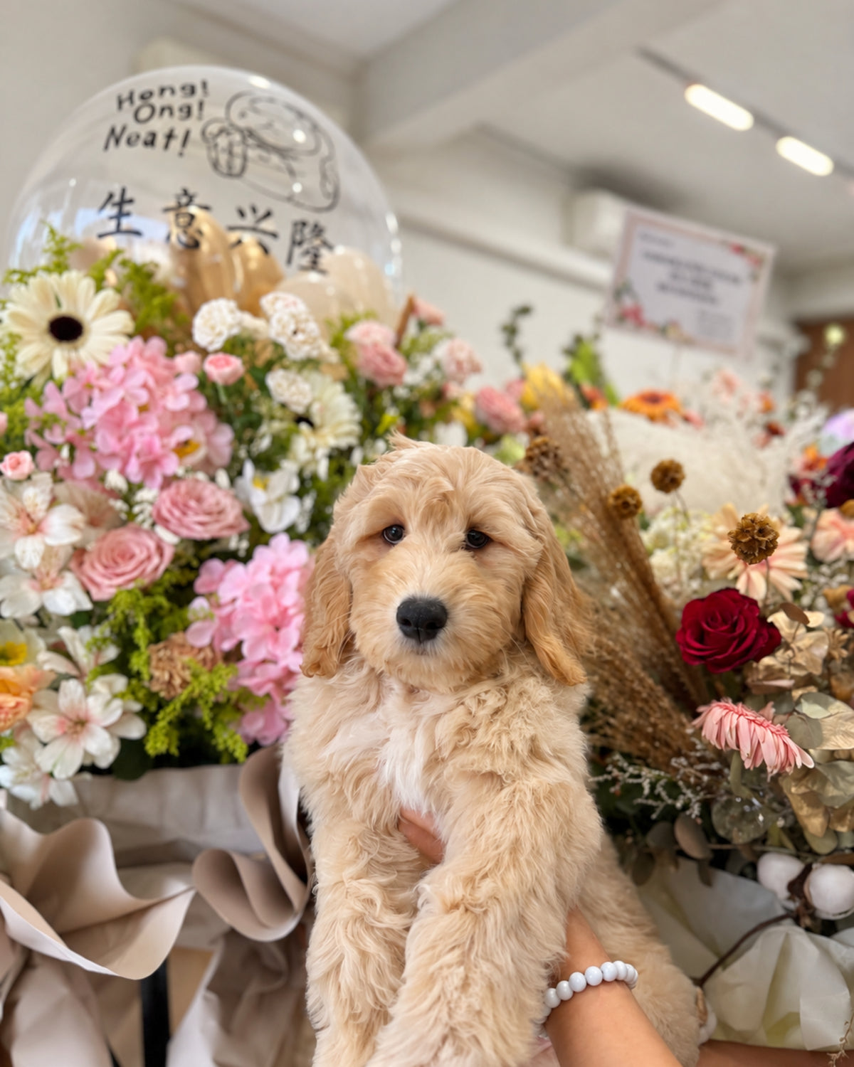Waffle: Cream Brown F1BB Mini Golden Doodle 🇸🇬 (Boy)