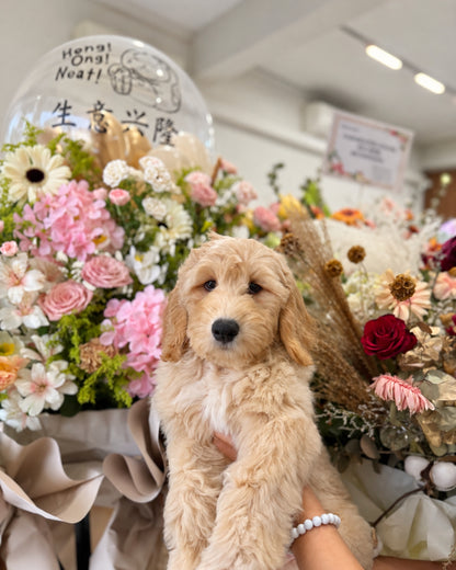 Waffle: Cream Brown F1BB Mini Golden Doodle 🇸🇬 (Boy)