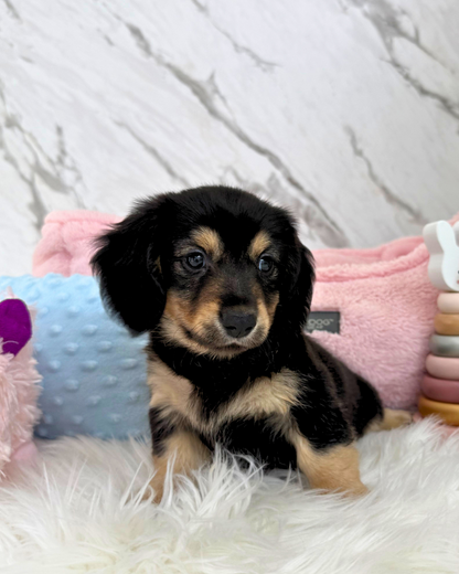 🐾 Alan: Black & Tan Golden Doxie 🇸🇬 (Boy)